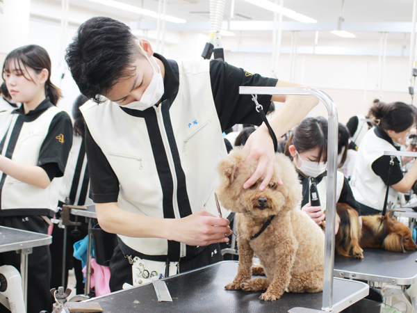 お客様犬のトリミング実習♪